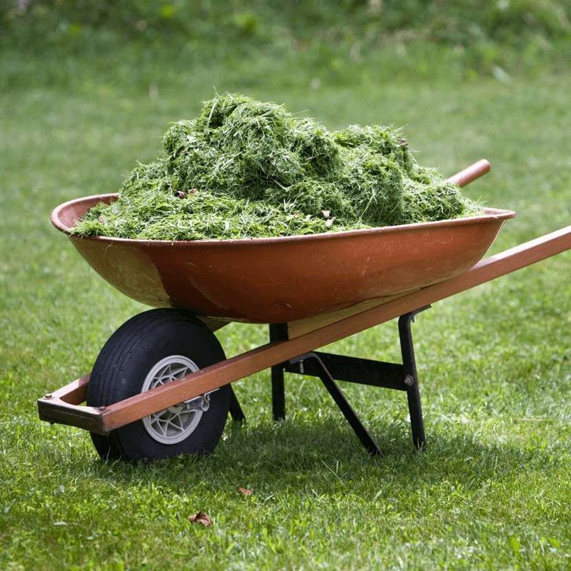 Are Grass Clippings Good Mulch for Vegetable Garden? Expert Tips