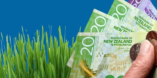 How Much Does It Cost to Lay Ready Lawn in NZ?